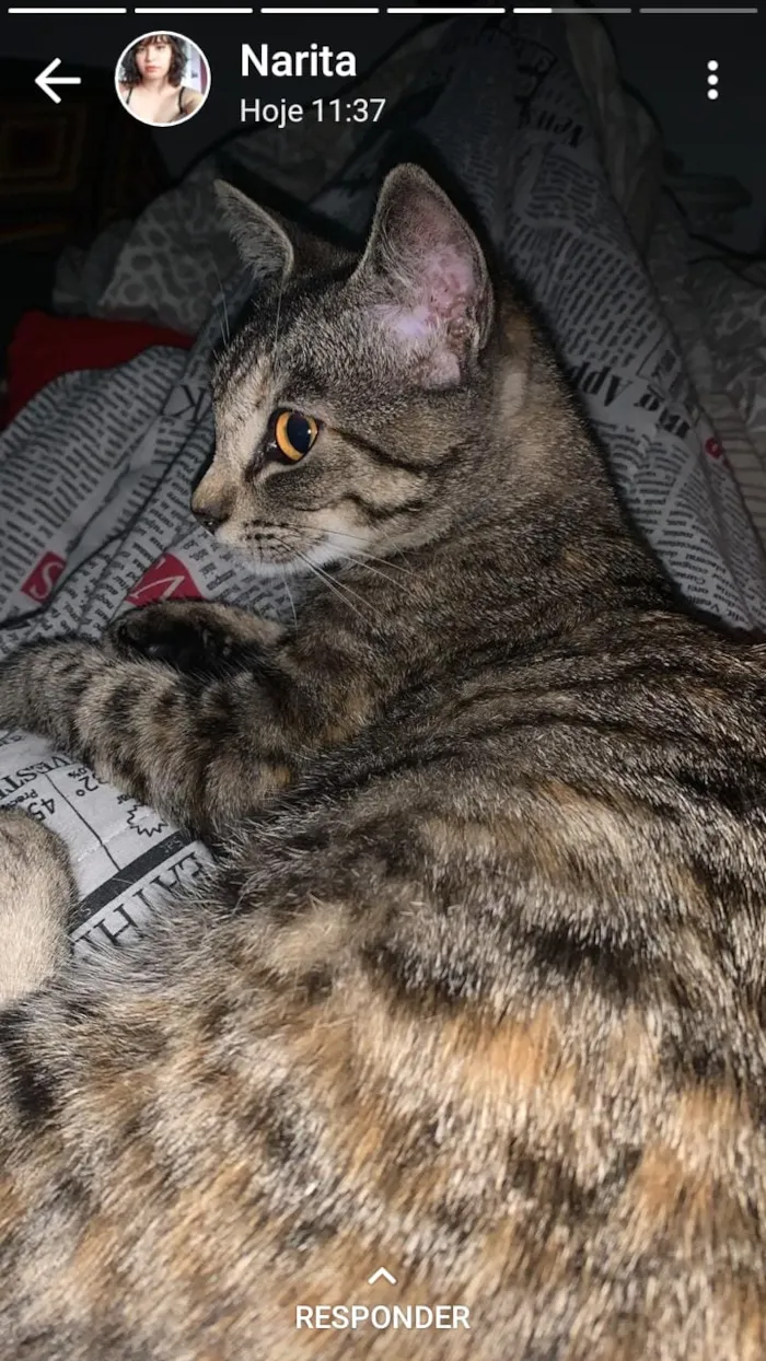 Gato ra a Srd idade 7 a 11 meses nome Juju