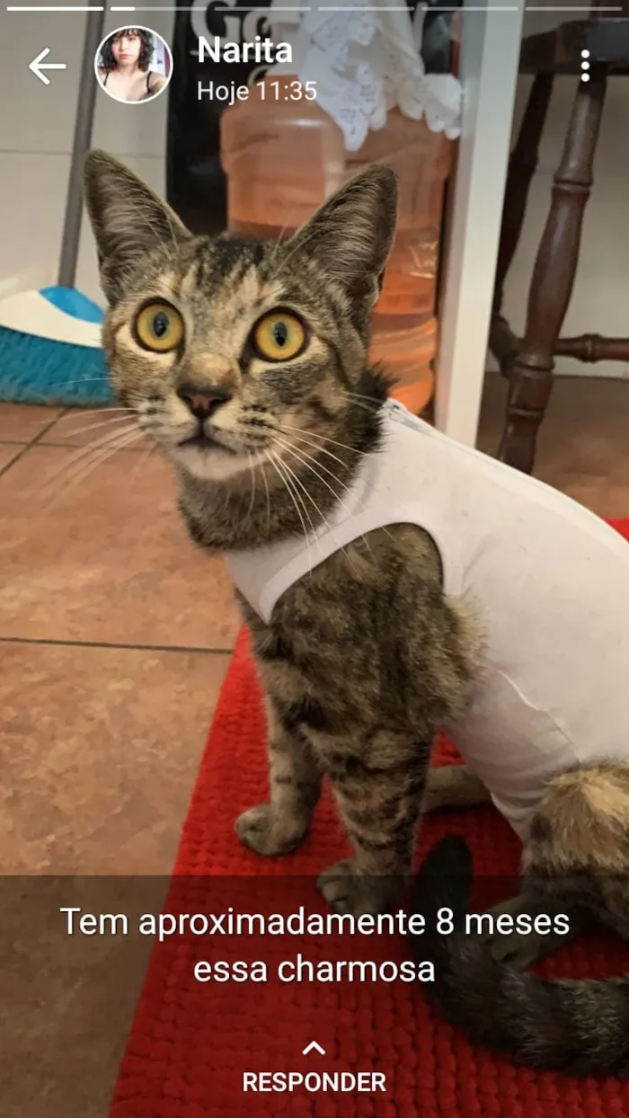 Gato ra a Srd idade 7 a 11 meses nome Juju