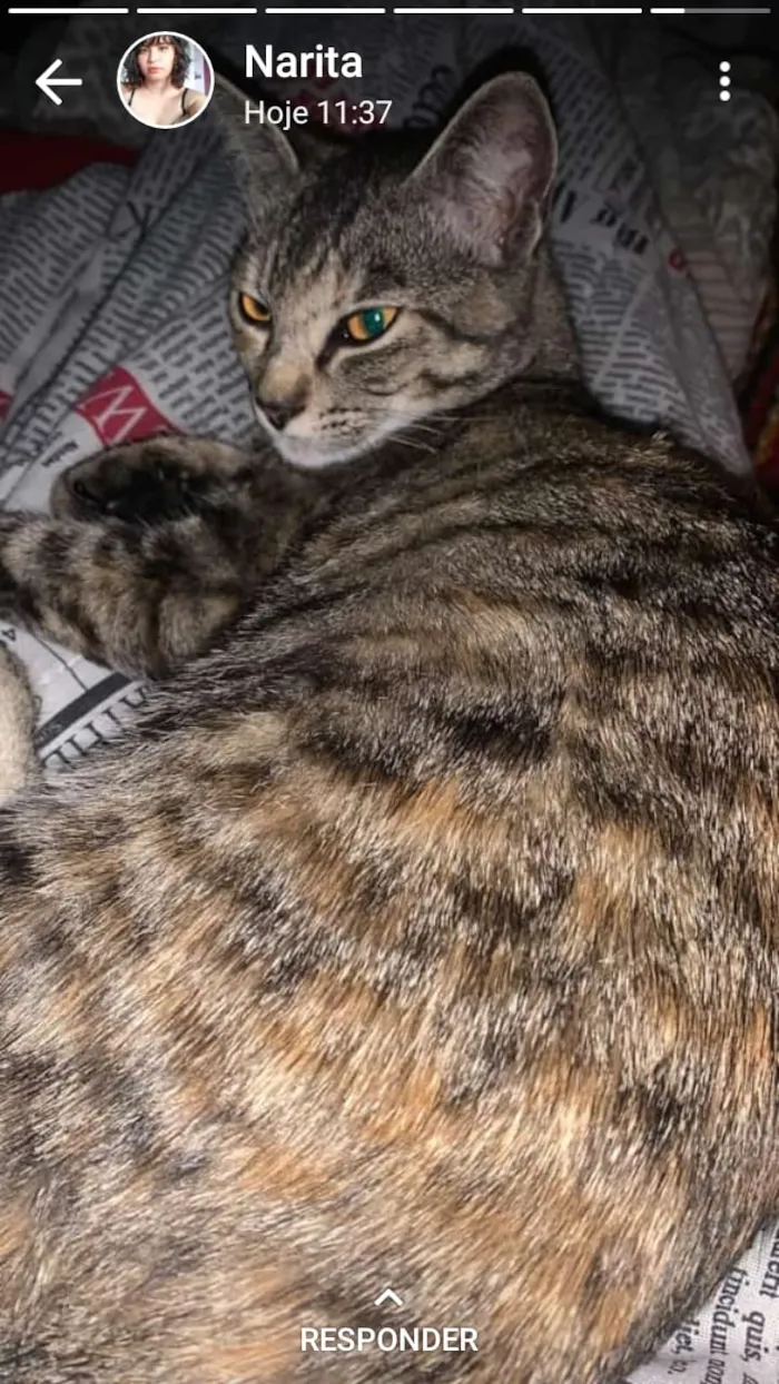 Gato ra a Srd idade 7 a 11 meses nome Juju