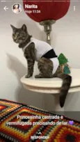 Juju