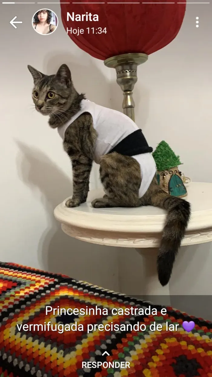 Gato ra a Srd idade 7 a 11 meses nome Juju