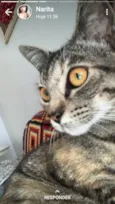 Juju