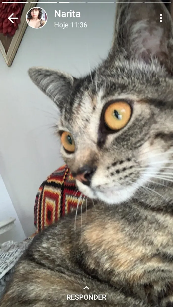 Gato ra a Srd idade 7 a 11 meses nome Juju