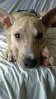 Pop