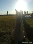 Pop