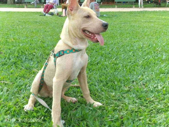 Cachorro ra a SRD idade 7 a 11 meses nome Pop