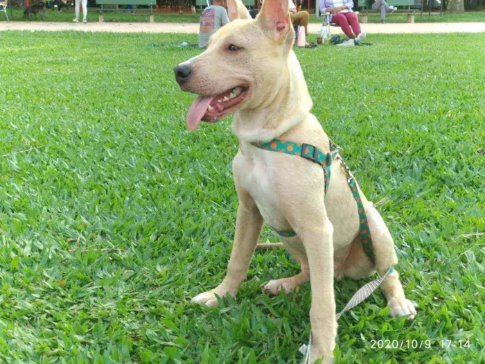 Cachorro ra a SRD idade 7 a 11 meses nome Pop