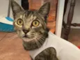 Juju