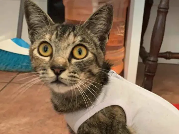 Gato ra a Srd idade 7 a 11 meses nome Juju