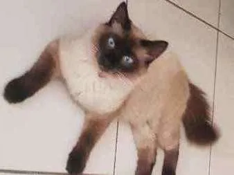 Gato ra a Gato idade 2 anos nome Valter
