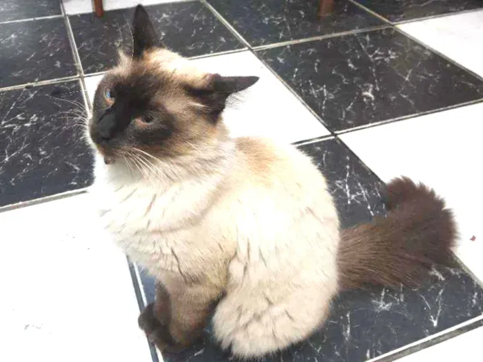 Gato ra a Gato idade 2 anos nome Valter