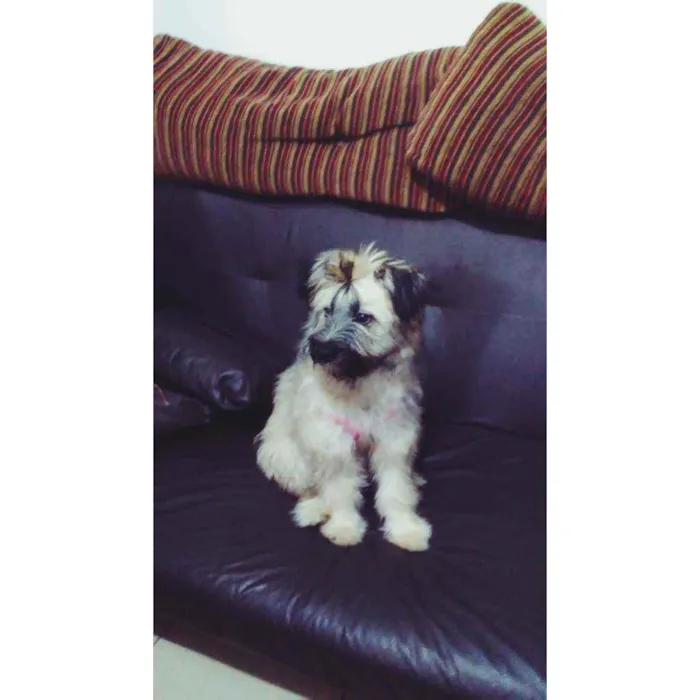 Cachorro ra a Srd idade 7 a 11 meses nome Hannah