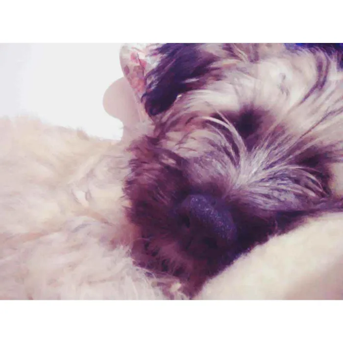 Cachorro ra a Srd idade 7 a 11 meses nome Hannah