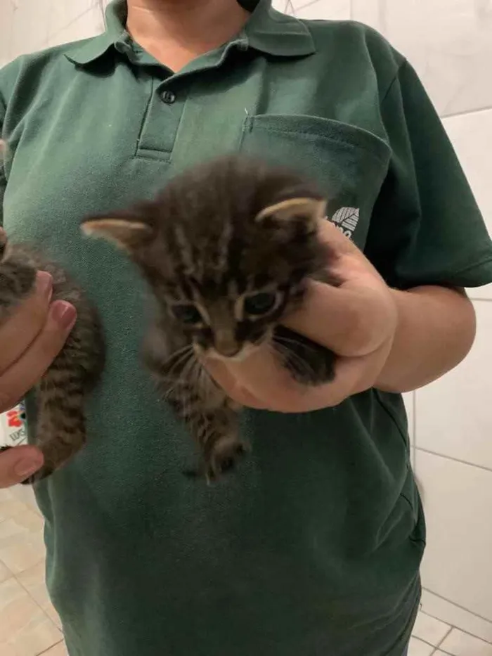 Gato raça Vira-Lata  idade Abaixo de 2 meses nome Tico e Teca 