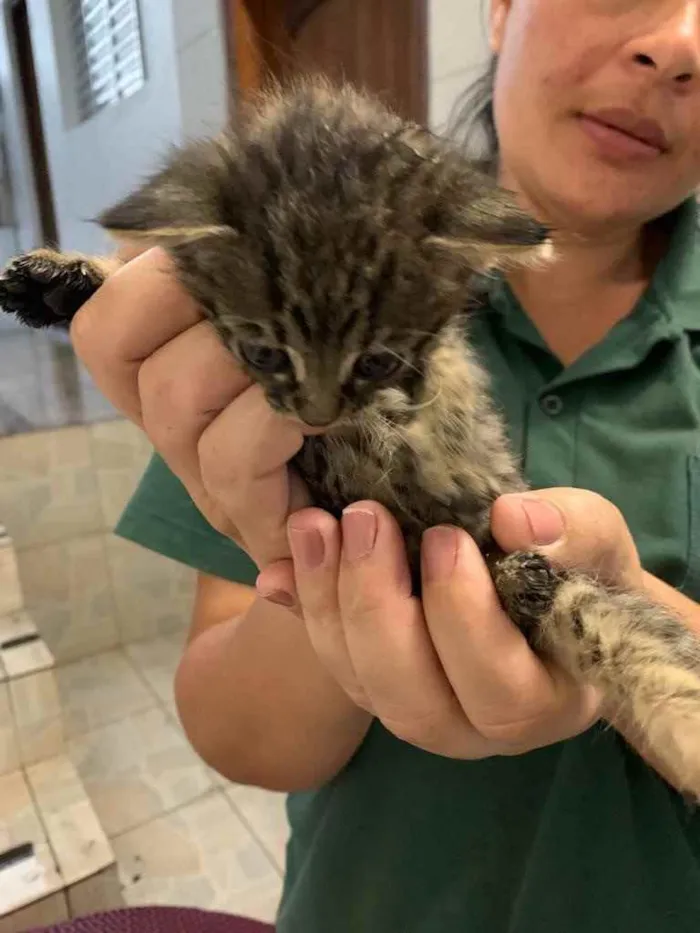 Gato raça Vira-Lata  idade Abaixo de 2 meses nome Tico e Teca 