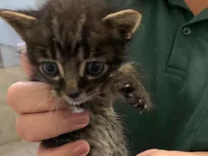 Gato raça Vira-Lata  idade Abaixo de 2 meses nome Tico e Teca 