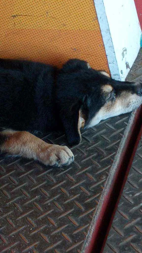 Cachorro ra a Não sei idade 2 a 6 meses nome Não sei o nome