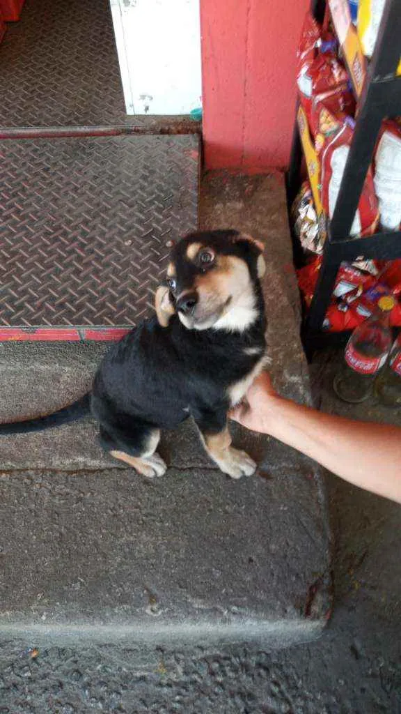 Cachorro ra a Não sei idade 2 a 6 meses nome Não sei o nome