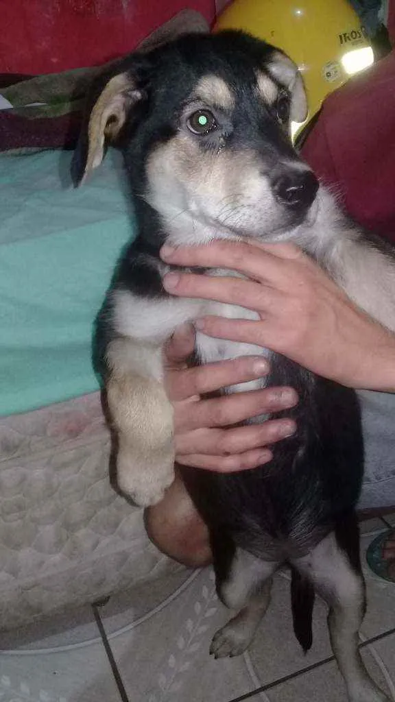 Cachorro ra a Não sei idade 2 a 6 meses nome Não sei o nome