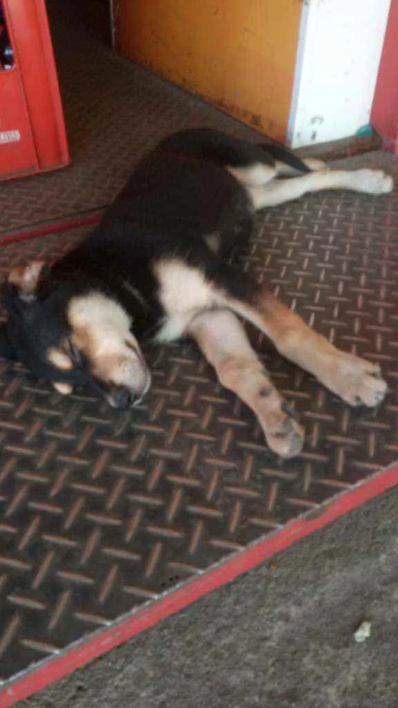 Cachorro ra a Não sei idade 2 a 6 meses nome Não sei o nome