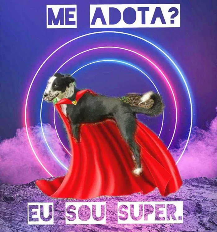 Cachorro ra a Srd idade 1 ano nome ZÉ junior