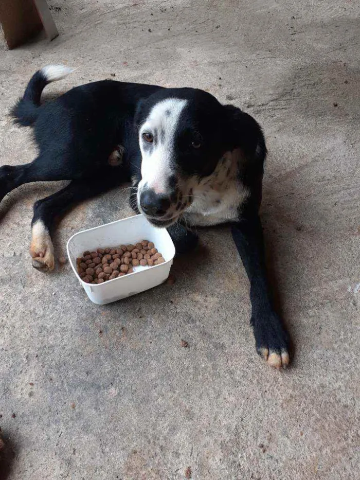 Cachorro ra a Srd idade 1 ano nome ZÉ junior