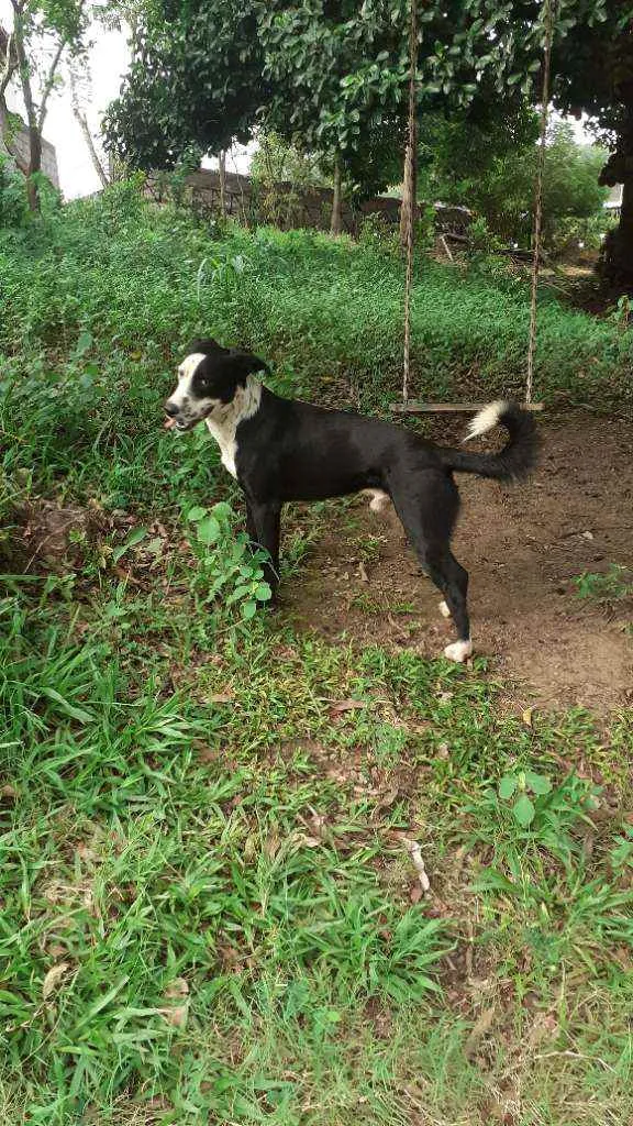 Cachorro ra a Srd idade 1 ano nome ZÉ junior