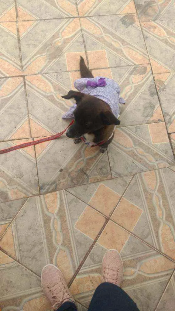 Cachorro ra a Vira lata idade 5 anos nome Neguinha