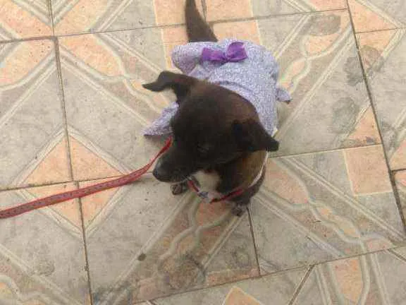 Cachorro ra a Vira lata idade 5 anos nome Neguinha