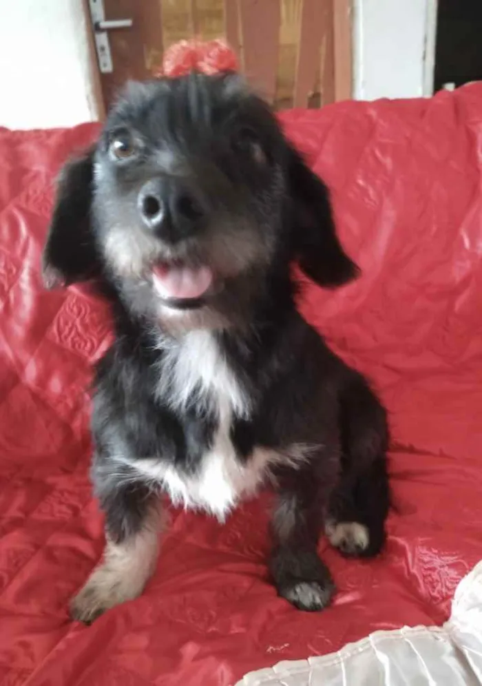 Cachorro ra a SRD idade 2 anos nome Belinha 