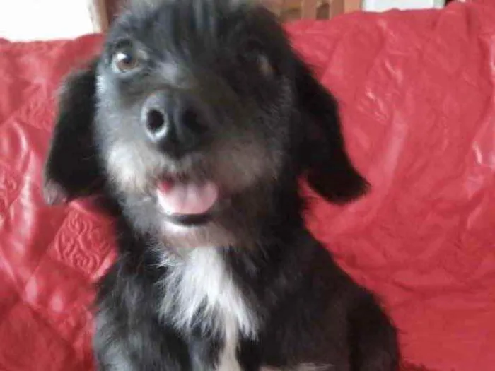 Cachorro ra a SRD idade 2 anos nome Belinha 