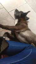 Neguinha