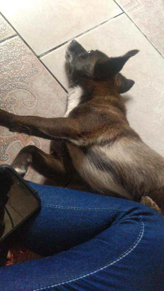 Cachorro ra a Vira lata idade 5 anos nome Neguinha
