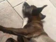 Neguinha