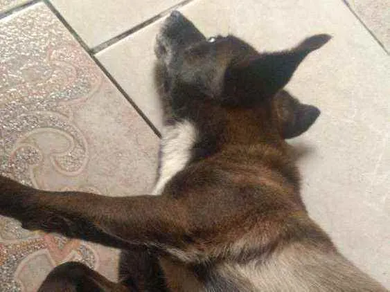 Cachorro ra a Vira lata idade 5 anos nome Neguinha