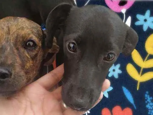 Cachorro ra a Srd idade 7 a 11 meses nome Boni