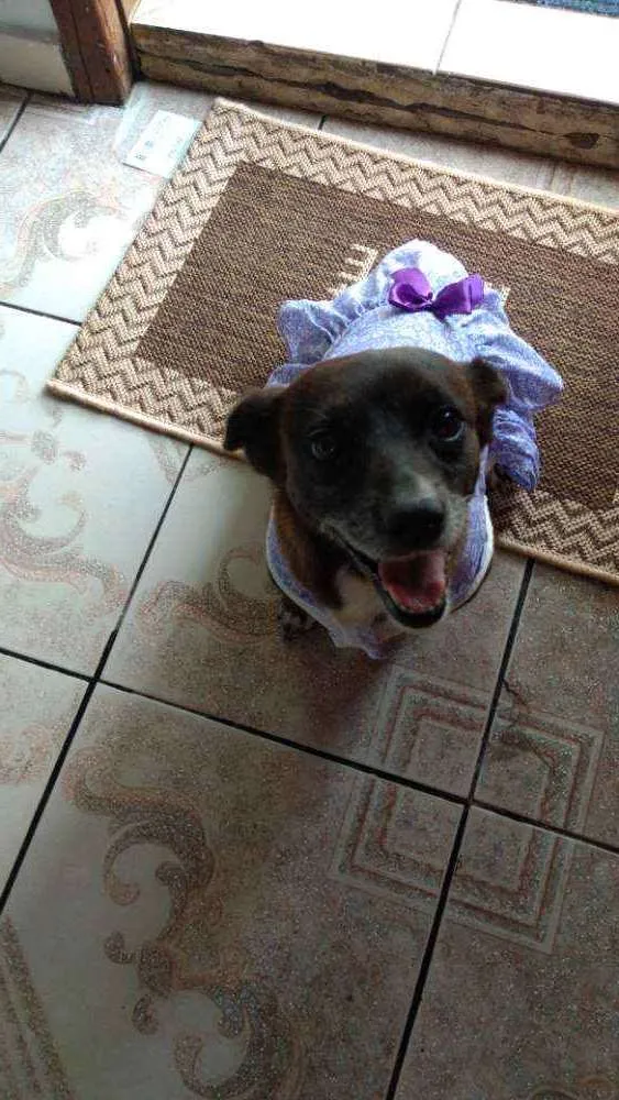 Cachorro ra a Vira lata idade 5 anos nome Neguinha
