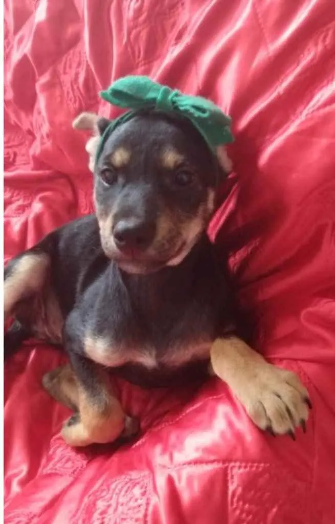Cachorro ra a SRD idade 2 a 6 meses nome Valentina 