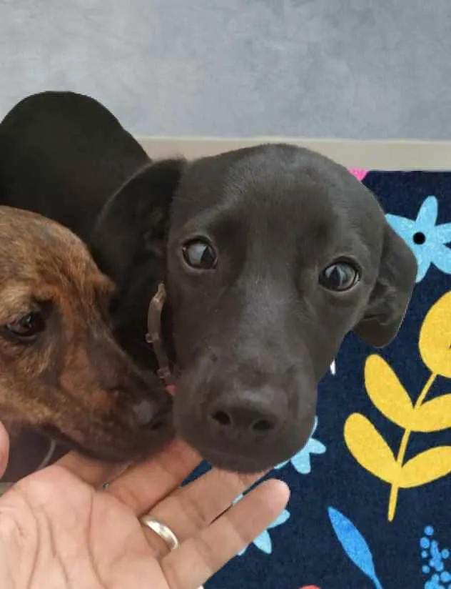 Cachorro ra a Srd idade 7 a 11 meses nome Boni