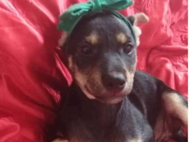 Cachorro ra a SRD idade 2 a 6 meses nome Valentina 
