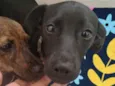 Boni