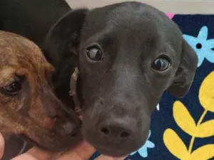 Cachorro raça Srd idade 7 a 11 meses nome Boni