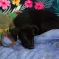 Boni