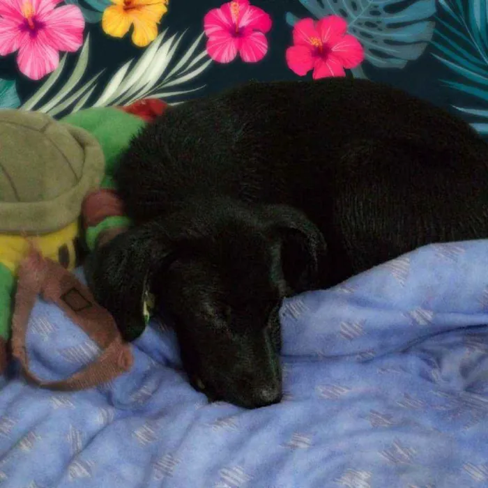 Cachorro ra a Srd idade 7 a 11 meses nome Boni