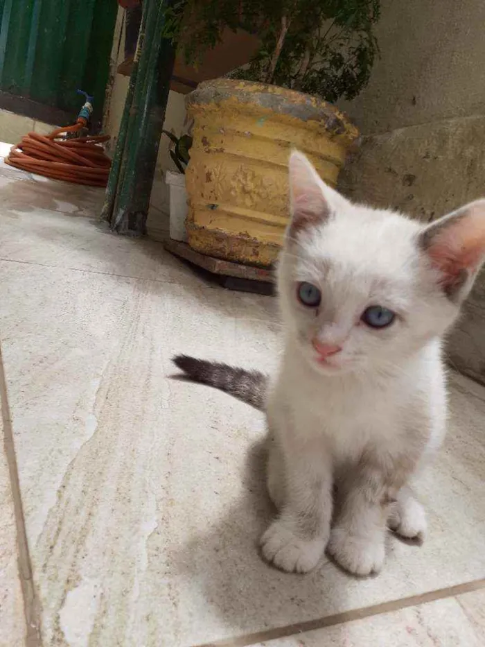 Gato ra a  idade 2 a 6 meses nome sem nome