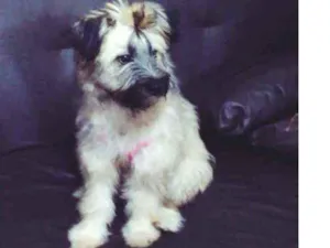 Cachorro raça Srd idade 7 a 11 meses nome Hannah