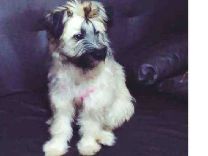 Cachorro ra a Srd idade 7 a 11 meses nome Hannah