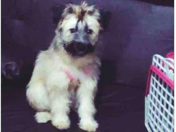Cachorro ra a Srd idade 7 a 11 meses nome Hannah