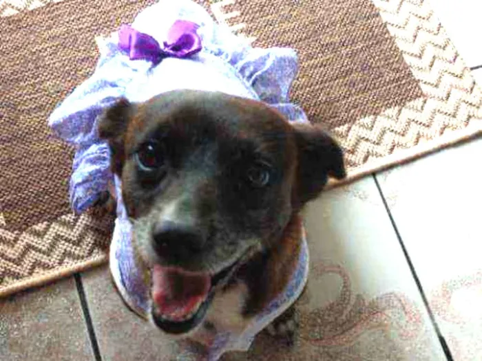 Cachorro ra a Vira lata idade 5 anos nome Neguinha