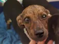 Gina